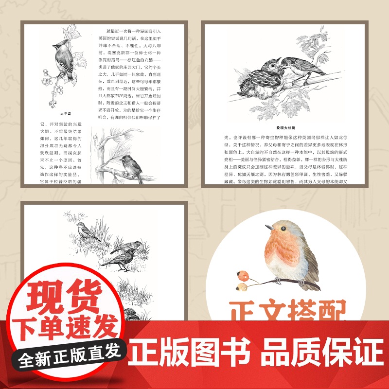 飞过城镇与乡野的鸟 鸟类学家赫德逊观鸟代表作 经典自然文学散文集 花城出版社正版书籍高清大图