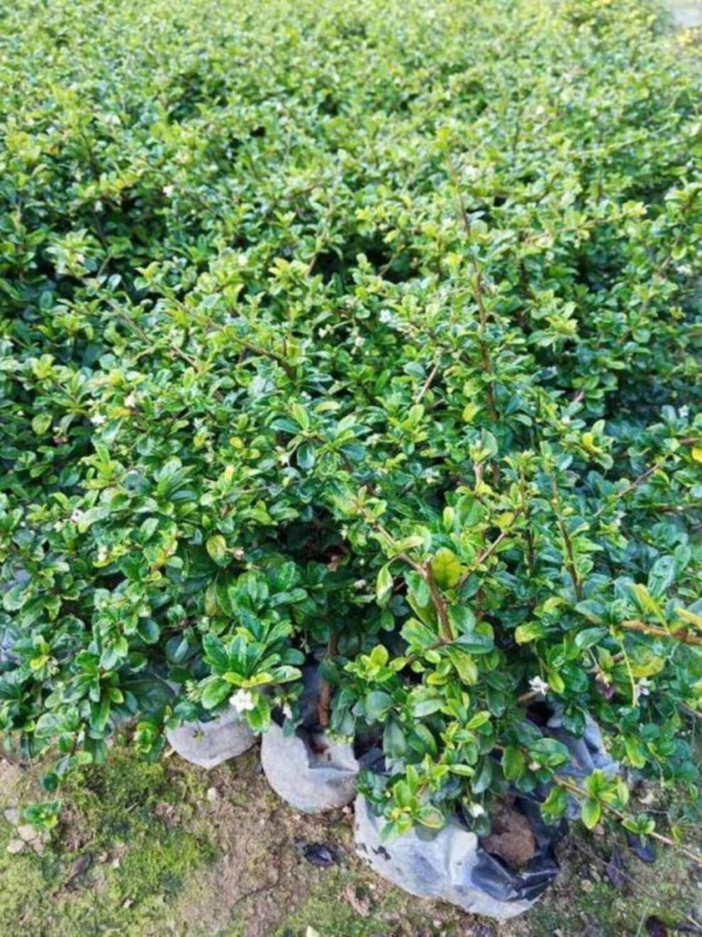 NNR 福建茶树苗 ZY-GF8723高清大图