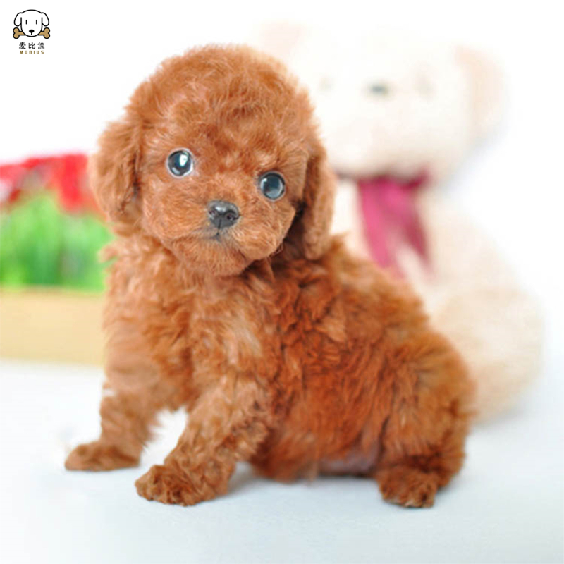 麦比佳 泰迪犬活体狗狗幼犬纯种血统级长不大卷毛泰迪熊犬玩具型标准型微小体茶杯犬泰迪贵宾富贵狗 视频挑选