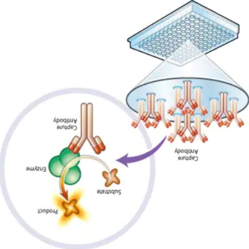 艾博抗 ab109721 Complex I Enzyme Activity Microplate Assay Kit高清大图