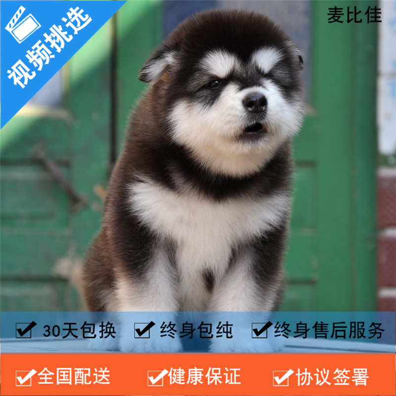 麦比佳 纯种巨型阿拉斯加幼犬活体宠物 熊版十字脸阿拉斯加雪橇犬 双血统烟灰色桃脸阿拉斯加幼崽 大型犬阿拉斯加活体宠物狗狗