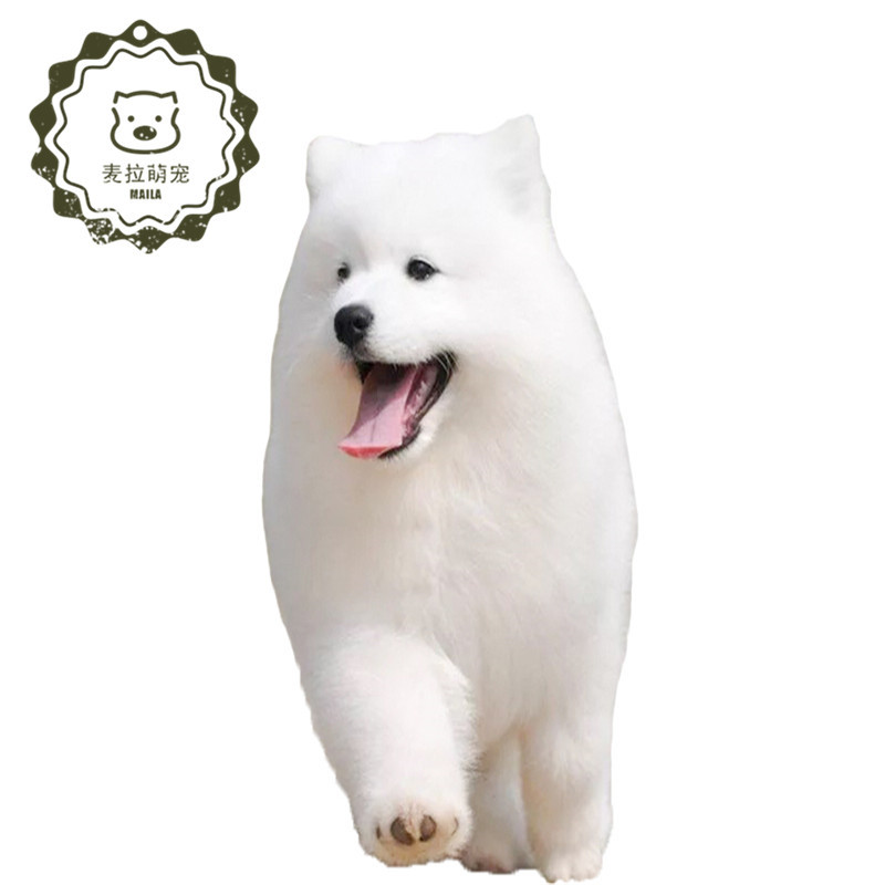 定金 纯种萨摩耶幼犬微笑天使萨摩耶犬小狗雪橇犬高贵文雅宠物狗幼犬报价 参数 图片 视频 怎么样 问答 苏宁易购