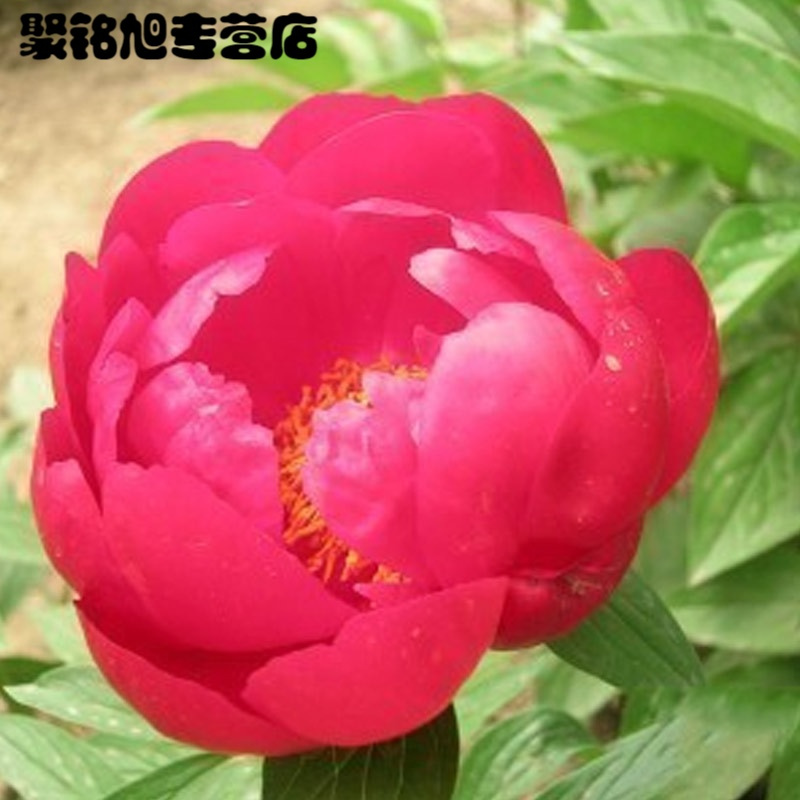 [不含盆]盆栽花卉植物 24种 芍药花苗 芍药种根 芍药花 盆栽 成活芍药苗绿植花卉生活园艺用品绿植盆栽