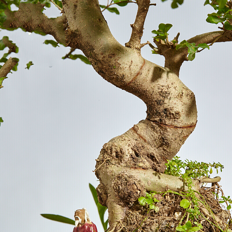 盆栽花卉盆景绿植室内小花办公室茶花苗木树绿色客厅办公桌书房将军树