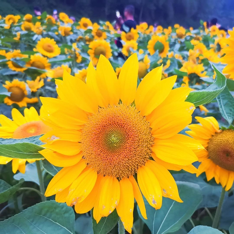 回固向日葵种子观赏食用花店切花种籽葵花籽油葵矮秆多头室内外盆栽孑报价 参数 图片 视频 怎么样 问答 苏宁易购
