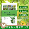 【醉染正版】图说玉米生长异常及诊治玉米高效栽培农业种植技术大全病虫害防治书农药知识农作物现代大棚蔬菜作物育种学玉米种植米