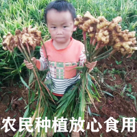 云南小黄姜 5斤 新鲜蔬菜生姜 农家自种月子姜嫩姜新姜土姜 陈小四水果 调味品