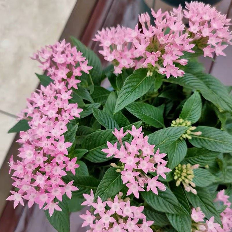 图书其它园艺报价_参数_图片_视频_怎么样_问答-苏宁易购