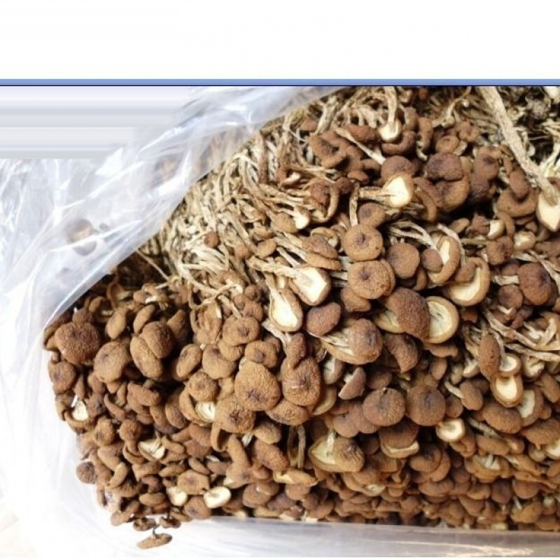 茶树菇 500g