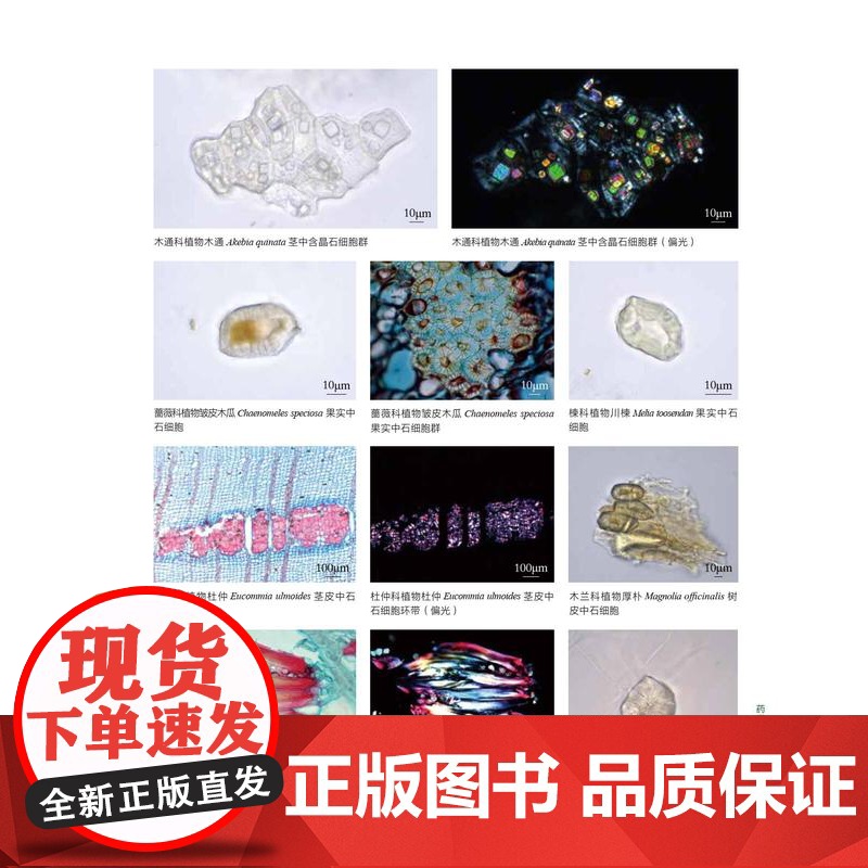 [店]药用植物显微图鉴高清大图