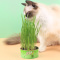 卷尾巴 森森植美无土猫草猫草种子懒人猫草片猫咪零食猫草罐头猫零食水培种植猫咪用品苏宁宜品