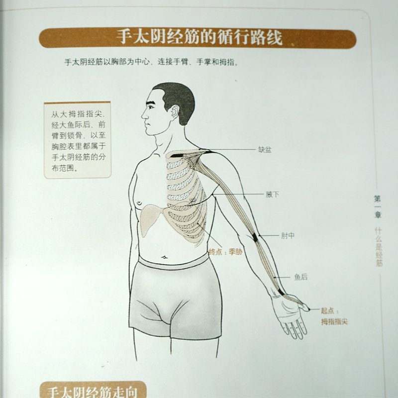 [醉染正版]正版 图解十二经络调筋术 50种疾病对症的筋保健法 中医经络穴位按摩养生 家庭保健 按摩家庭实用健康高清大图