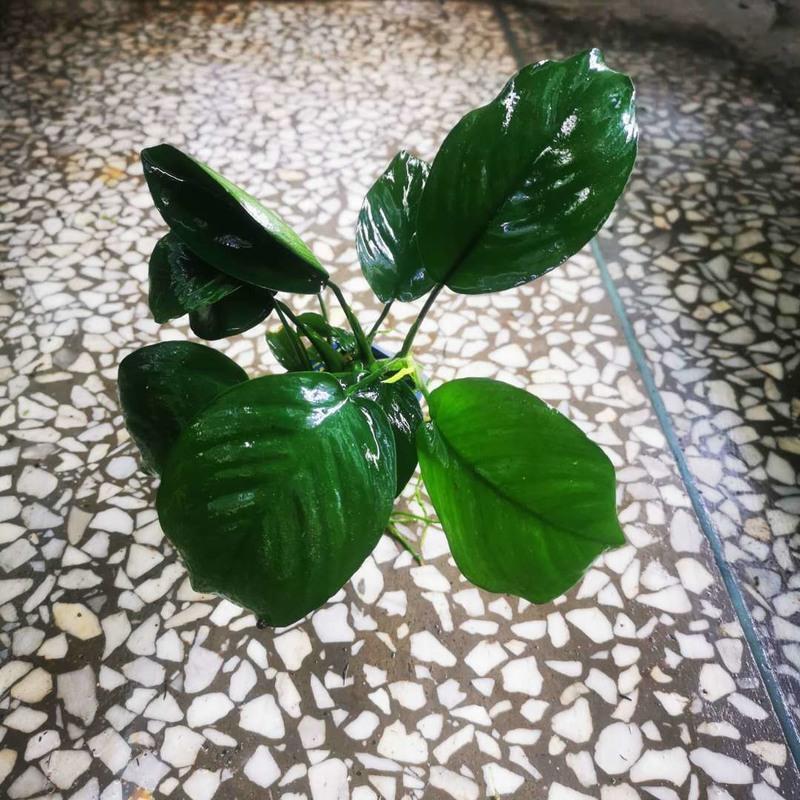 水榕水草鱼缸沉木造景活体阴性水草迷你小水溶辣椒榕新手不用泥沙 小巴溶1杯