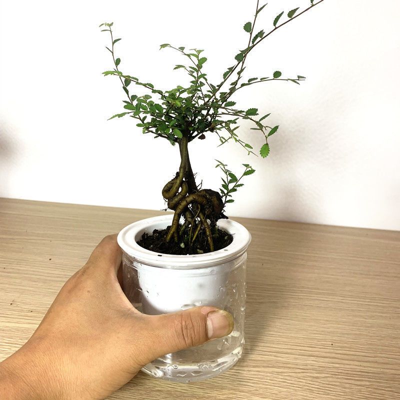 盆景盆栽树桩小叶榔榆熟盆露根微型小树桩平安树新品榆树一盆简易盆带