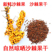 大果沙棘苗沙棘树苗盆栽/地栽沙棘果树苗沙棘钙果苗南北方种植