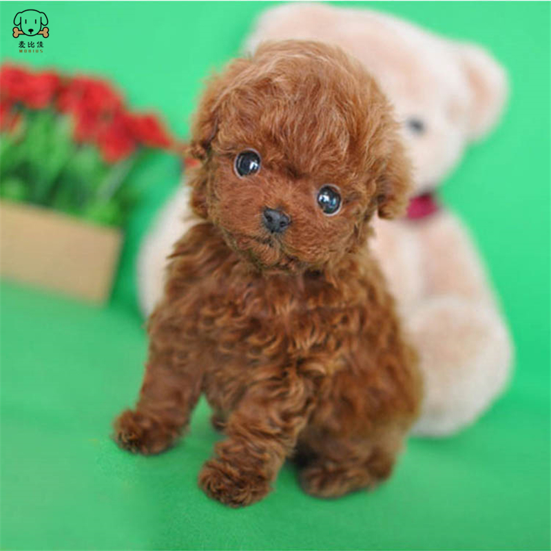 麦比佳 泰迪犬活体狗狗幼犬纯种血统级长不大卷毛泰迪熊犬玩具型标准型微小体茶杯犬泰迪贵宾富贵狗 视频挑选高清大图