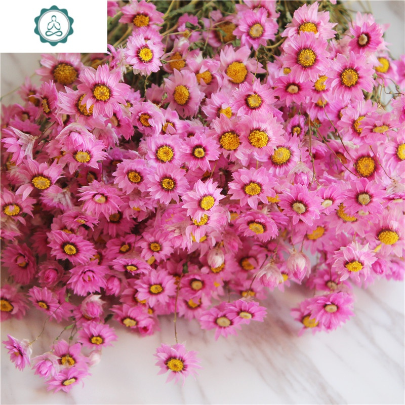 干花 花束真花风干罗丹斯小雏菊装饰摆件客厅摆设 封后 粉色鲁丹鸟2束