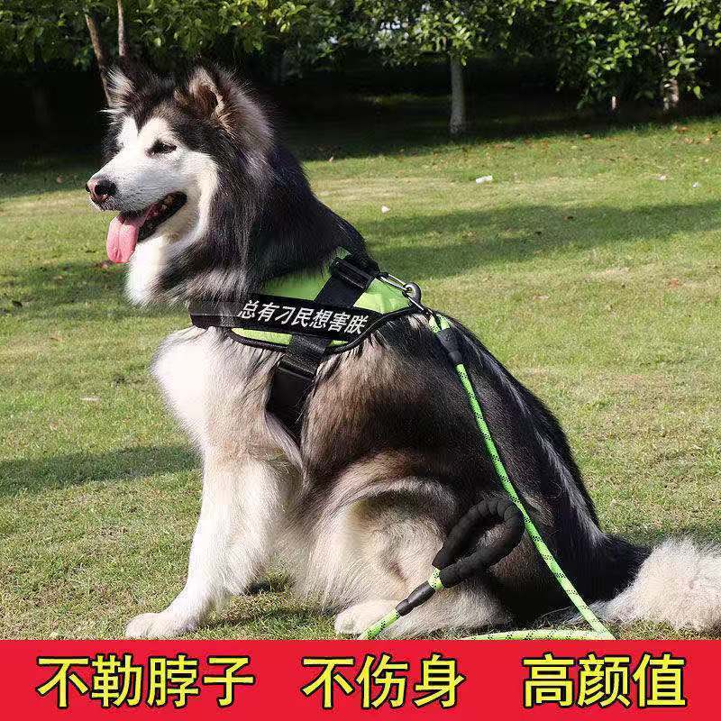单项圈(不含牵引绳) XS号6-15斤 遛狗绳牵引绳胸背带狗项圈狗绳子金毛狗链子大型犬结实狗狗日用品