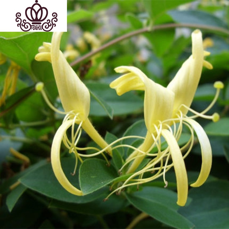 封后耐寒金银花树苗盆栽鸳鸯藤室内浓香花卉阳台庭院四季常青爬藤植物推荐 5年苗拍下备注品种不含盆参数配置 规格 性能 功能 苏宁易购