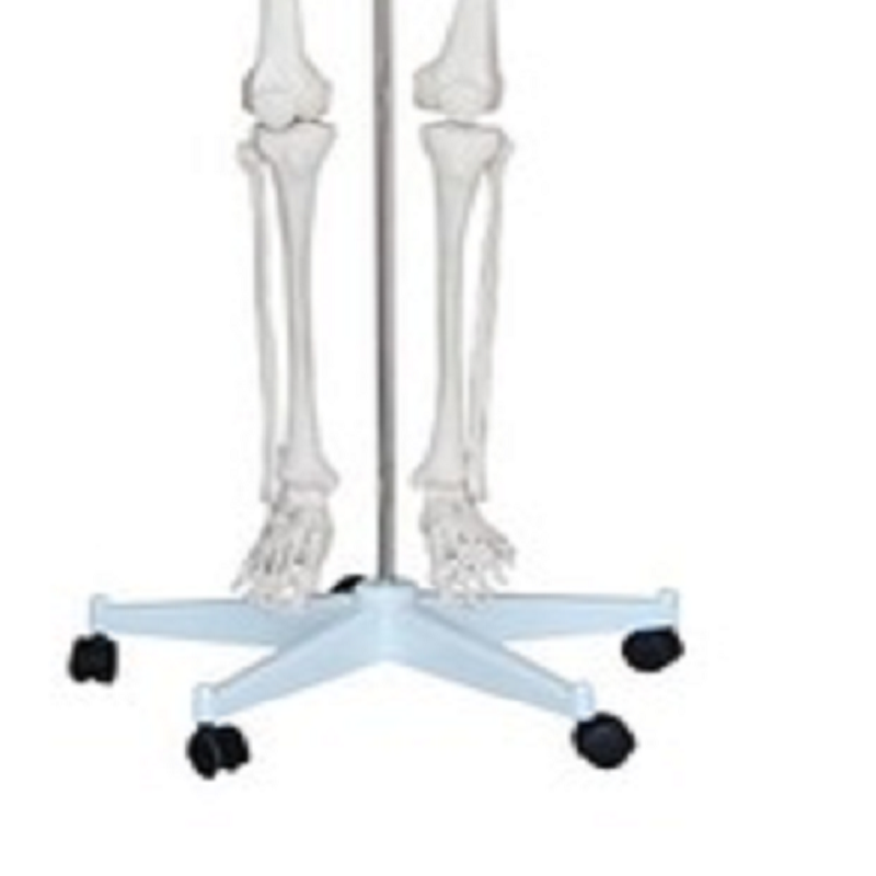 戎兴 教学模具 RX006 170*70cm