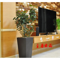 办公室内盆景大型绿植财树招财植物金钱树金钱兜盆栽福禄桐树桩