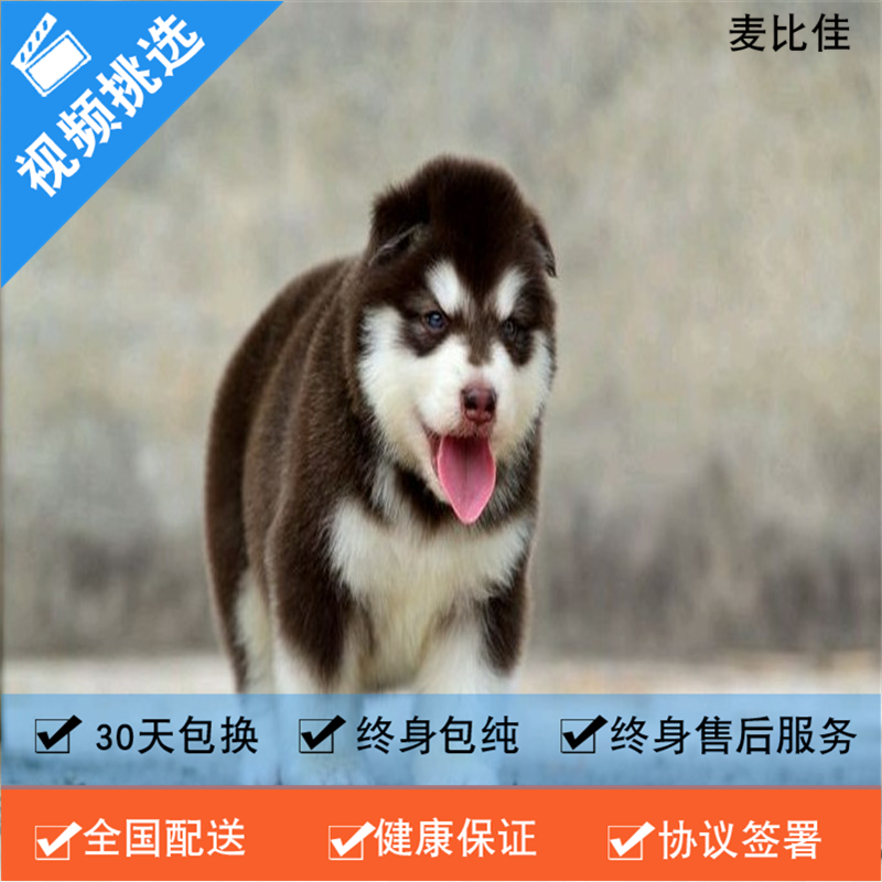 麦比佳 纯种巨型阿拉斯加幼犬活体宠物 熊版十字脸阿拉斯加雪橇犬 双血统烟灰色桃脸阿拉斯加幼崽 巨大型雪橇犬阿拉斯加犬红色高清大图