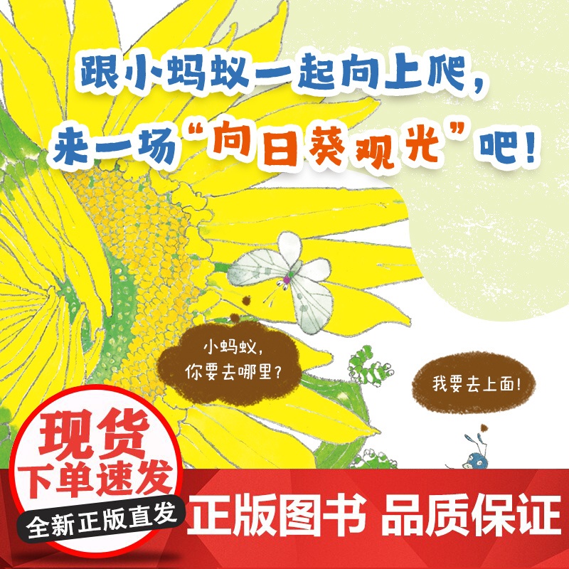 小蚂蚁向上爬(活力满满的早安绘本,每个孩子都是元气宝宝,属于低龄宝宝的自然认知绘本,大开本竖翻书,一场书页间的向日葵观高清大图