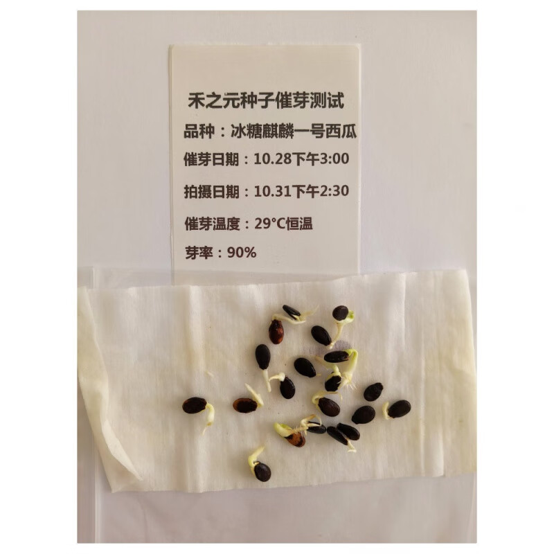 西瓜种子黄瓤双色彩虹200粒高清大图