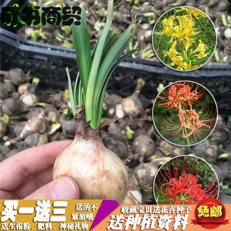 迎虞花苑清洁工具商贸彼岸花球根红色石蒜曼珠沙华曼陀罗华绿植花卉盆栽球根花卉 价格图片品牌报价 苏宁易购可书商贸日用专营店