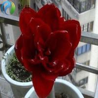 荷兰朱顶红奇趣植物洋仙种球套装花卉绿植