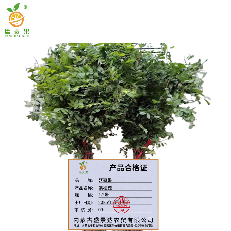 廷豪果 紫穗槐 带盆 1.2m /棵高清大图