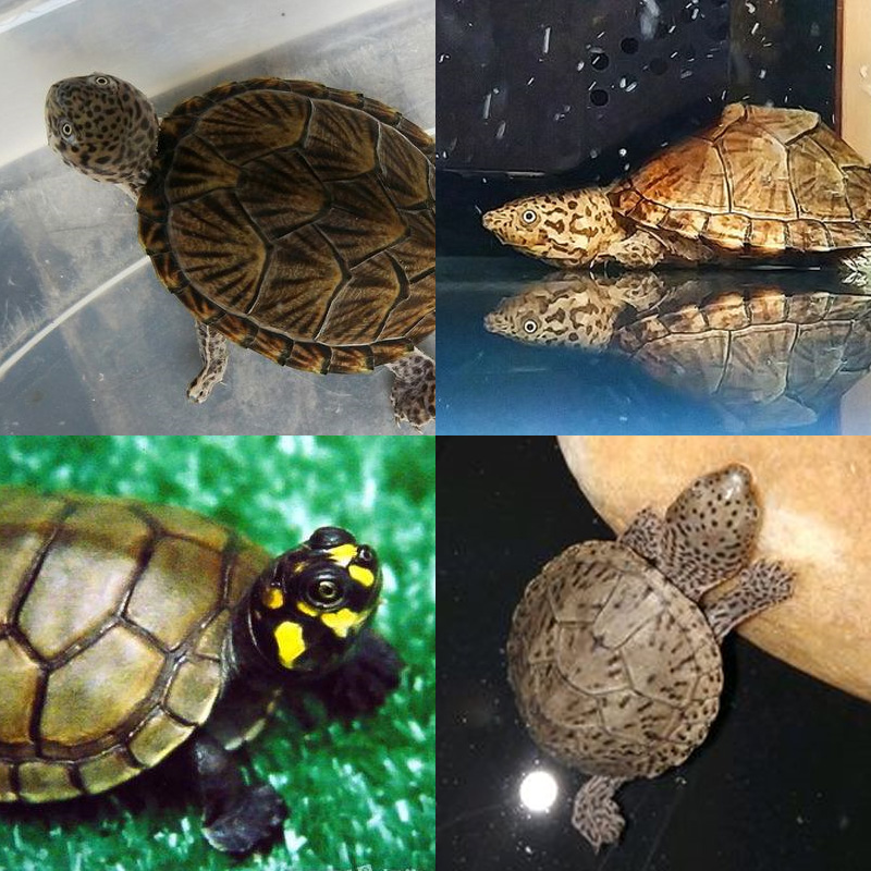 剃刀龟粮头侧颈龟粮猪鼻龟粮龟食下沉乌龟饲料专用粮高清大图