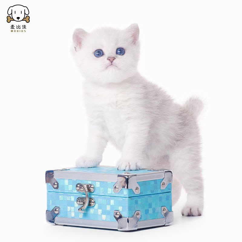 麦比佳 银渐层猫 纯种银渐层猫咪活体出售 双血统级英短毛猫银渐层金渐层幼猫活物 蓝眼睛 银点猫 白色宠物猫 公母视频挑选图片