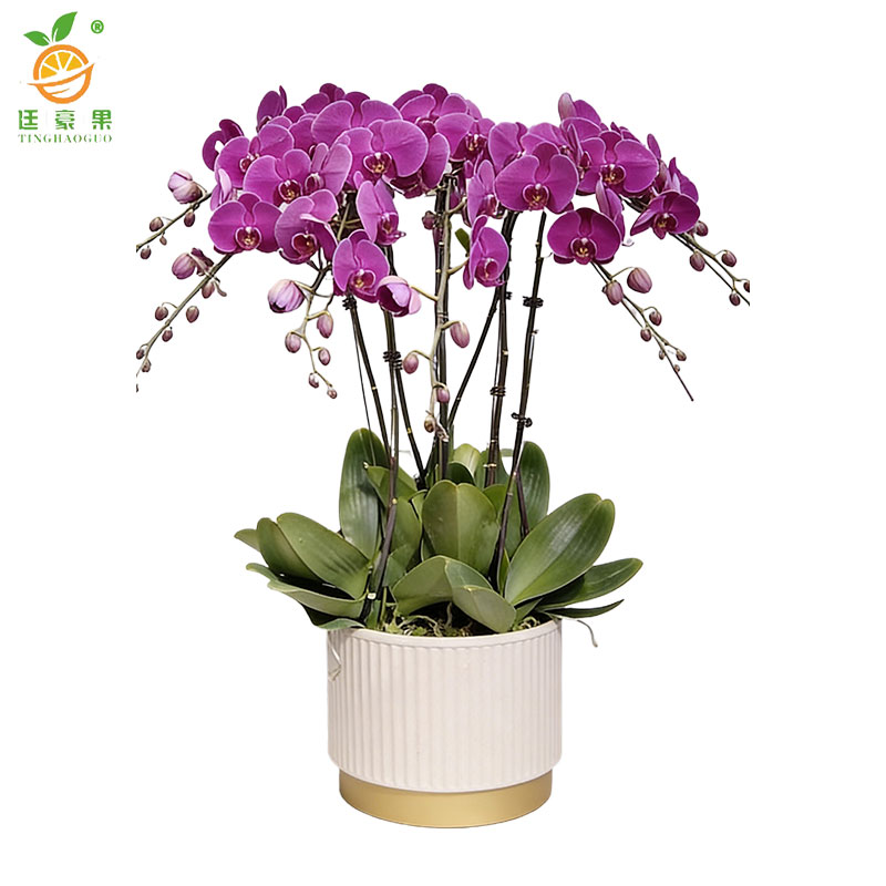 廷豪果 蝴蝶兰盆栽 高1m左右 盆高清大图