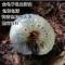 50个 蛴螬钓鱼诱饵大母虫金龟子幼虫蛴螬送稀土送镊子