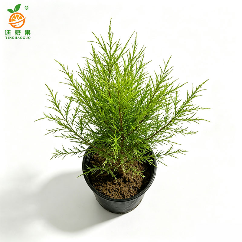 廷豪果-红柳杯苗-60cm-杯高清大图