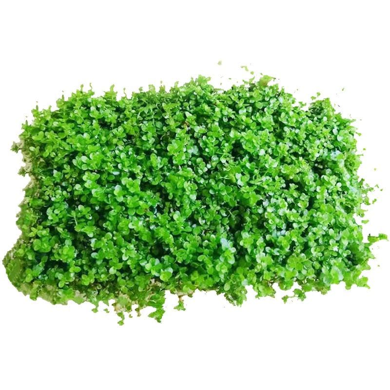 爬地矮珍珠前景水草植物日本水下叶鱼缸造景水培真草古法养鱼趴地图片