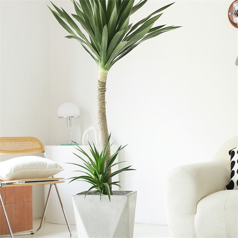 花知趣铁龙血树阳台观叶吸甲醛大型办公室内好养盆栽办公室前台植物