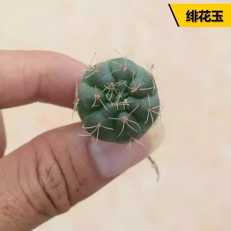 绯花玉仙人球带花苞花卉小盆栽桌面绿植防辐射多肉植物室内开花 小菲花玉[不带花苞]_