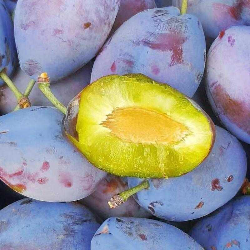 鲜木 汶川西梅 新鲜应季水果 现摘时令孕妇脆甜李子 2/3/5斤装 鲜果西