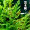 黑木蕨鱼缸造景淡水水草自养水下叶新手入门懒人草活体植物阴性草 黑木蕨 5片叶子