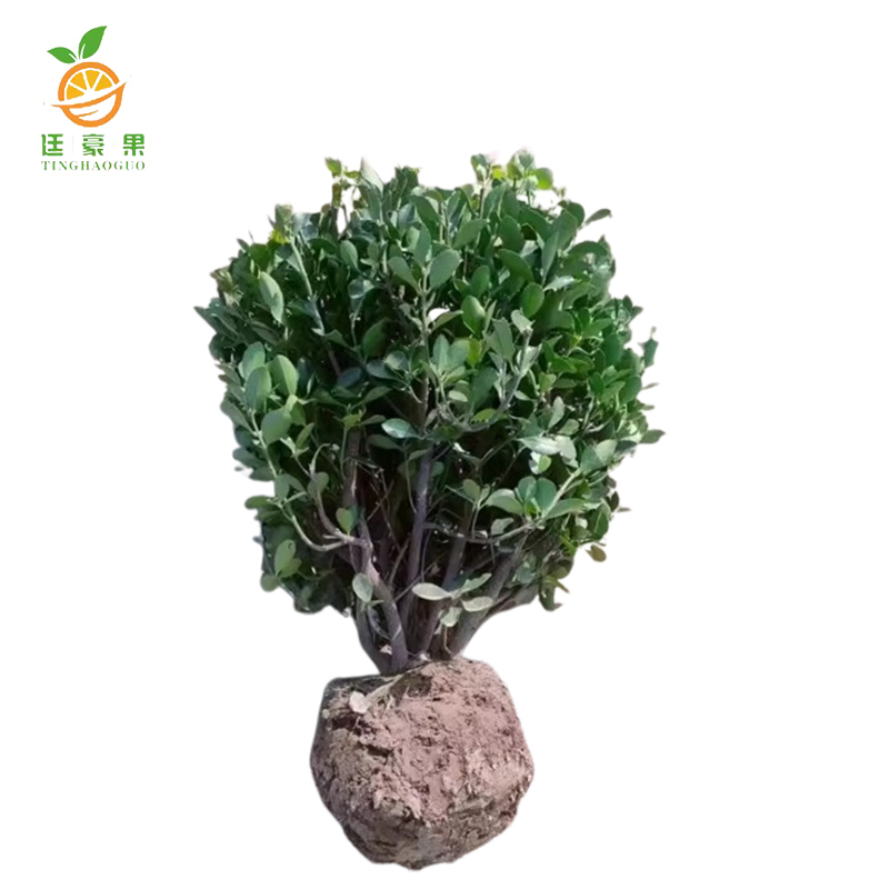 廷豪果 果树树苗 可选品种 高度1m-1.2m /棵高清大图