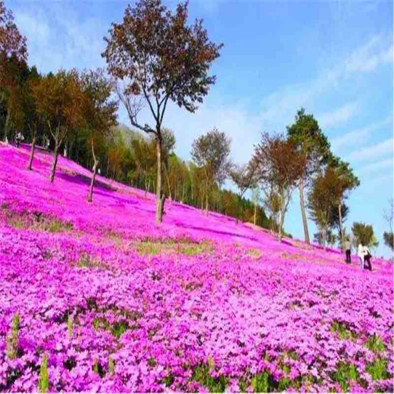 【溧阳龙潭花谷-大门票】溧阳龙潭花谷门票 含稻草迷宫 沙坑寻宝 儿童