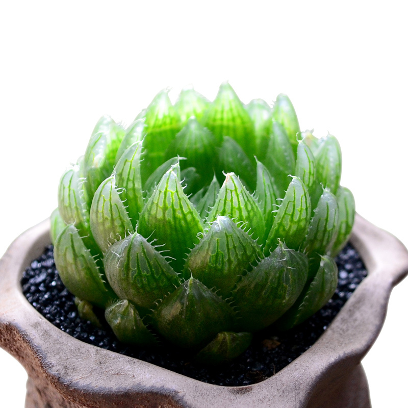 津沽园艺多肉植物玉露樱水晶水晶掌桌面盆栽多肉绿植防辐射肉肉单株苗