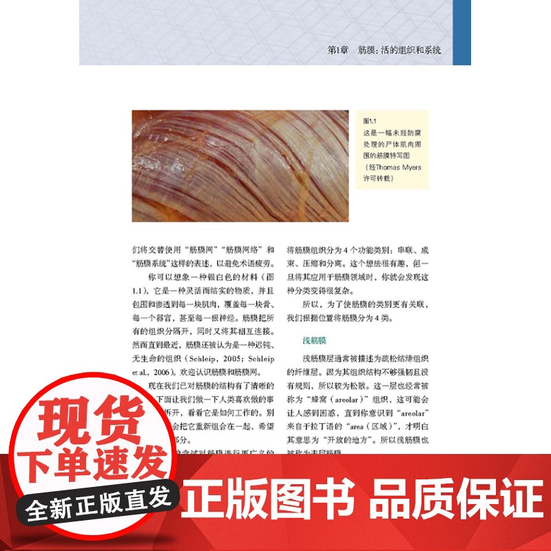 筋膜 它是什么 何以重要 运动康复 筋膜按摩 北京科学技术高清大图