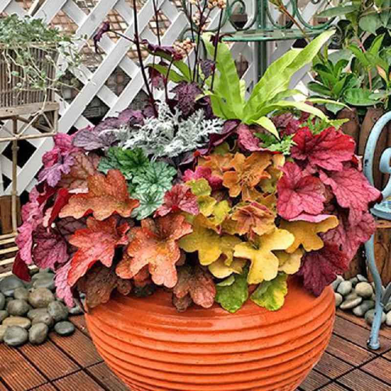 回固矾根种子盆栽花种子珊瑚玲种子彩叶种子地被植物烈火50粒图片 高清实拍大图 苏宁易购