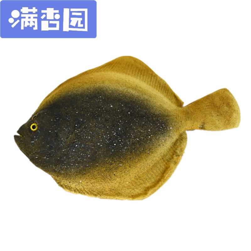 舒弗 Lachouffe 仿真鱼模型假鱼秋刀鱼多宝鱼海洋动物大头鱼鱼摄影装饰道具图片 高清实拍大图 苏宁易购