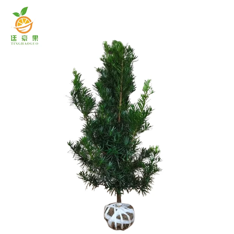 廷豪果 罗汉松 1.5米高 /棵