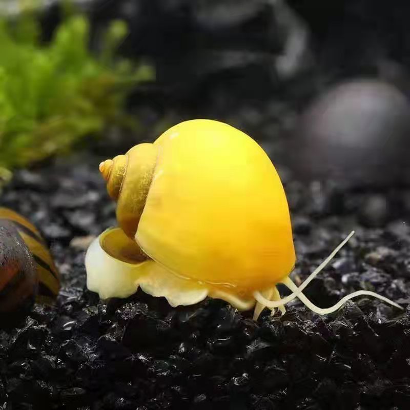 鱼缸清洁大号黄金螺苹果螺观赏螺神秘螺饲料螺吃青苔褐藻工具螺 黄金螺厘米左右3颗