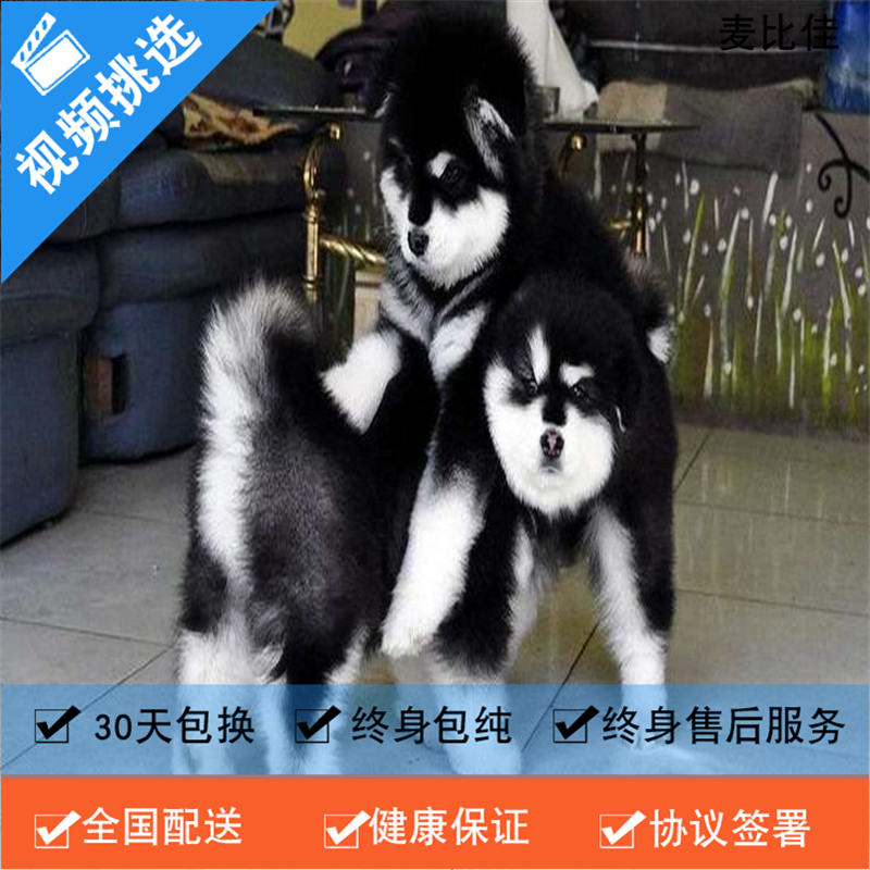 麦比佳 纯种巨型阿拉斯加幼犬活体宠物 熊版十字脸阿拉斯加雪橇犬 双血统烟灰色桃脸阿拉斯加幼崽 巨大型雪橇犬阿拉斯加犬55高清大图